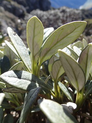 Brachyglottis adamsii