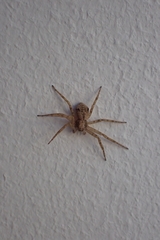 Pulchellodromus