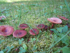 Lactarius badiosanguineus