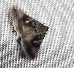 Autographa gamma