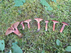 Lactarius badiosanguineus