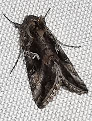 Autographa gamma