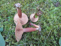 Lactarius badiosanguineus