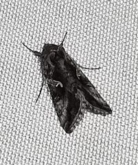 Autographa gamma