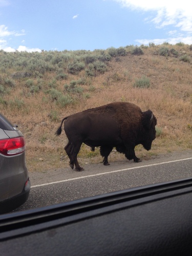 American Bison photographed in Idaho
