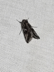 Autographa gamma