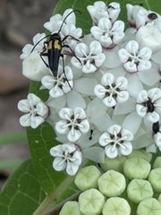 Typocerus lunulatus