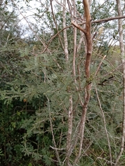 Prosopis affinis