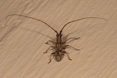 Olenecamptus indianus