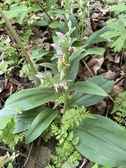 Galearis spectabilis