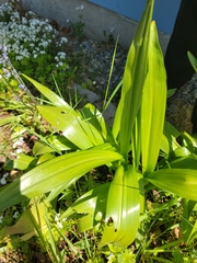 Allium ursinum