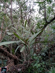 Pouteria salicifolia