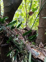 Microgramma squamulosa