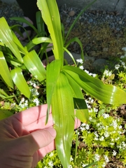 Allium ursinum
