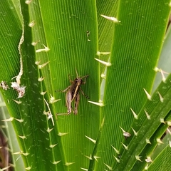 Orthoptera