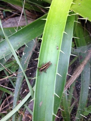 Orthoptera