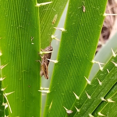 Orthoptera