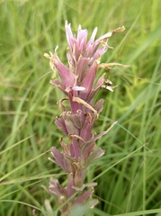 Castilleja purpurea