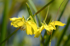 Lysimachia quadriflora