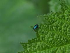 Alticina
