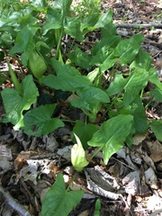Arum maculatum