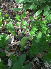 Arum maculatum