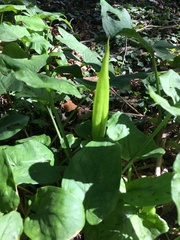 Arum maculatum