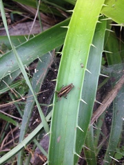 Orthoptera