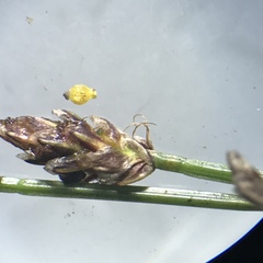 Eleocharis tenuis pseudoptera