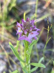 Polygala brevifolia