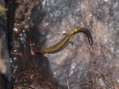 Plethodon dunni
