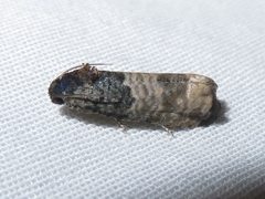 Epiblema obfuscana