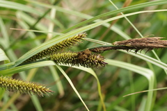 Farysia thuemenii