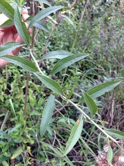 Baccharis punctulata