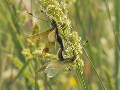 Libelloides ictericus