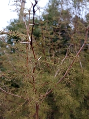 Vachellia caven