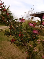 Calliandra