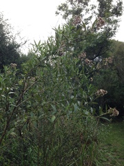 Baccharis punctulata