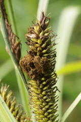 Farysia thuemenii