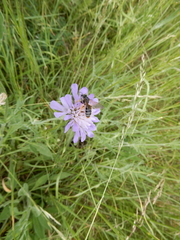 Andrena hattorfiana