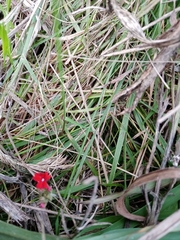 Glandularia peruviana