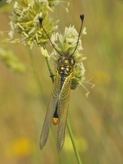 Libelloides ictericus