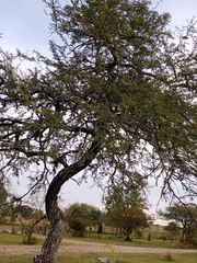 Prosopis affinis