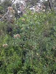 Baccharis punctulata