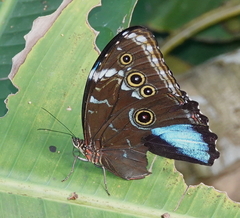 Morpho achilles