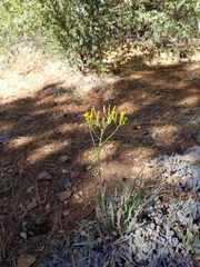 Crepis acuminata