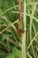Farysia thuemenii