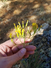 Crepis acuminata