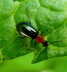 Attalus lusitanicus