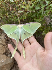 Actias luna
